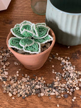 Load image into Gallery viewer, Green and white beaded Echeveria succulent in a small terracotta pot